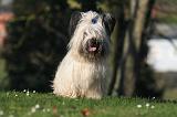 SKYE TERRIER 040